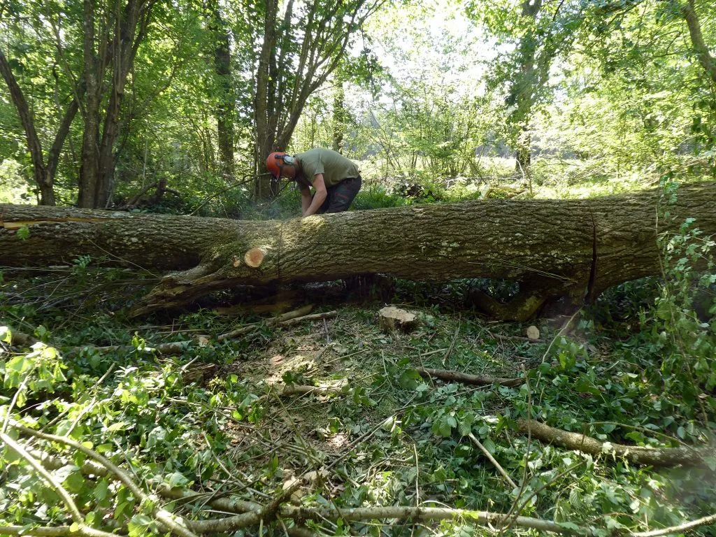 Cutters and chainsaws are key machines & in the forestry man's arsenal
