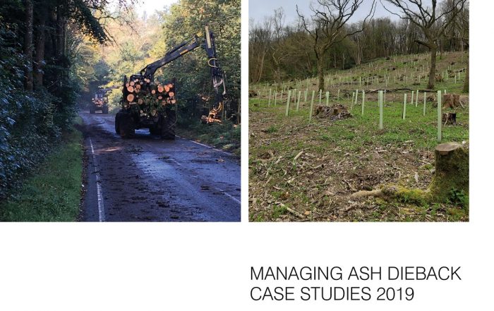 Ash Dieback case studies - including Harting Down woodland works and MJO Forestry